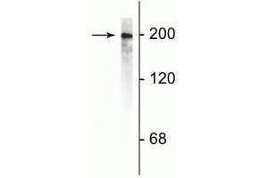 Western blot of rat cortical lysate showing specific immunolabeling of the ~200 kDa NF-H protein.