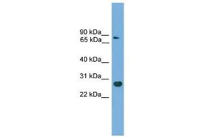 Western Blotting (WB) image for anti-Caudal Type Homeobox 1 (CDX1) (C-Term) antibody (ABIN2779925)