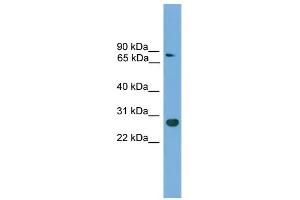 WB Suggested Anti-Cdx1 Antibody Titration:  0. (CDX1 antibody  (C-Term))