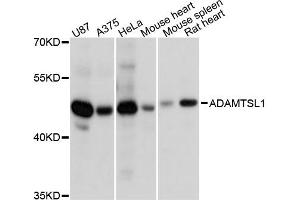 Western blot analysis of extracts of various cell lines, using ADAMTSL1 antibody (ABIN5974649) at 1:3000 dilution. (ADAMTSL1 antibody)