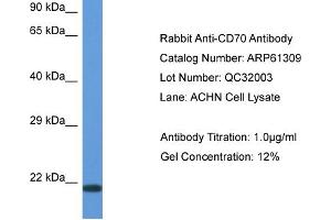 Western Blotting (WB) image for anti-CD70 Molecule (CD70) (N-Term) antibody (ABIN2774311) (CD70 antibody  (N-Term))