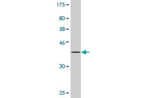 Western Blot detection against Immunogen (34. (SLC17A4 antibody  (AA 56-131))