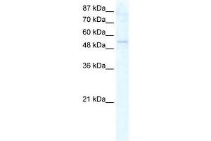 DDX19A antibody used at 2.