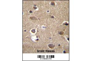 MRPL9 Antibody immunohistochemistry analysis in formalin fixed and paraffin embedded human brain tissue followed by peroxidase conjugation of the secondary antibody and DAB staining. (MRPL9 antibody  (N-Term))