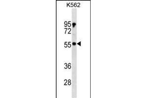 PDPK1 Antibody (ABIN1539809 and ABIN2843800) western blot analysis in K562 cell line lysates (35 μg/lane). (PDPK1 antibody)