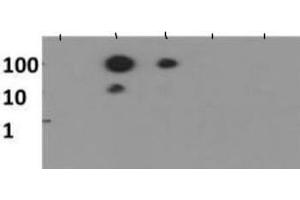 Dot Blot of Rabbit Histone H3 [Monomethyl Lys56] Antibody.