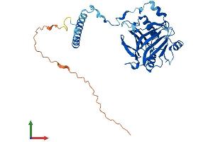 AlphaFold protein structure predicition of Mouse Recombinant Rpf1 Protein, UniprotID Q7TND5 (RPF1 Protein (AA 1-349) (His tag))