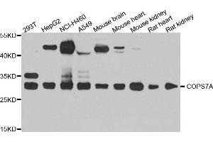 Western blot analysis of extract of various cells, using COPS7A antibody. (COPS7A antibody)