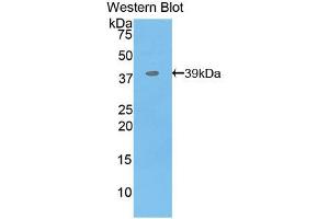 Figure. (MBP antibody  (Biotin))