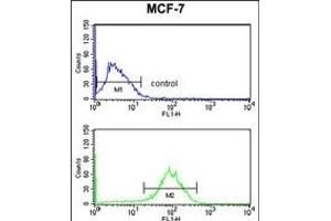 DSTN Antibody (Center) (ABIN653136 and ABIN2842712) flow cytometry analysis of MCF-7 cells (bottom histogram) compared to a negative control cell (top histogram). (Destrin antibody  (AA 70-98))