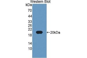 CD74 antibody  (AA 78-222)