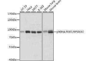 RPS6KA1 antibody  (C-Term)