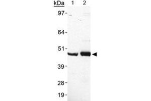 Western blot analysis of PLIN5 in heart lysate using PLIN5 polyclonal antibody .
