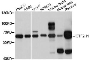 Western blot analysis of extracts of various cell lines, using GTF2H1 antibody (ABIN5997860) at 1/1000 dilution. (GTF2H1 antibody)
