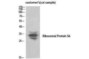 Western Blotting (WB) image for anti-Ribosomal Protein S6 (RPS6) (Thr821) antibody (ABIN3177268) (RPS6 antibody  (Thr821))