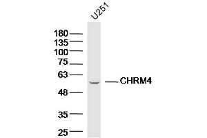 U251 lysates probed with CHRM4 Polyclonal Antibody, Unconjugated  at 1:300 dilution and 4˚C overnight incubation. (CHRM4 antibody  (AA 131-230))