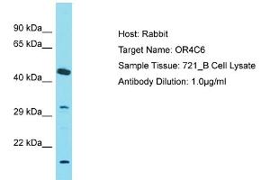 Host: Rabbit Target Name: OR4C6 Sample Tissue: Human 721_B Whole Cell Antibody Dilution: 1ug/ml (OR4C6 antibody  (C-Term))