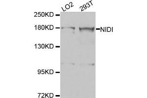 Western blot analysis of extracts of LO2 and 293T cell lines, using NID1 antibody. (Nidogen 1 antibody)