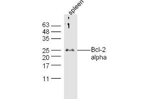 Mouse spleen lysates probed with Anti-Bcl-2 alpha Polyclonal Antibody, Unconjugated  at 1:5000 90min in 37˚C. (Bcl-2 antibody  (AA 51-150))