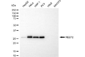 Western blotting analysis using REEP2 antibody (ABIN7800154). (Recombinant REEP2 antibody)