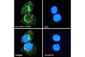 (ABIN184933) Immunofluorescence analysis of paraformaldehyde fixed A431 cells, permeabilized with 0. (PSMF1 antibody  (C-Term))