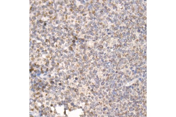 PGAM5 antibody  (AA 30-225)