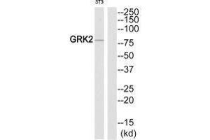 Western blot analysis of extracts from NIH-3T3 cells, using GRK2 (Ab-86) antibody. (GRK2 antibody  (N-Term))