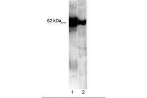 Image no. 1 for anti-Nucleobindin 1 (NUCB1) (C-Term) antibody (ABIN202570) (Nucleobindin 1 antibody  (C-Term))