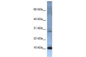 Western Blotting (WB) image for anti-ATP Synthase, H+ Transporting, Mitochondrial Fo Complex, Subunit C2 (Subunit 9) (ATP5G2) antibody (ABIN2458481) (ATP5G2 antibody)