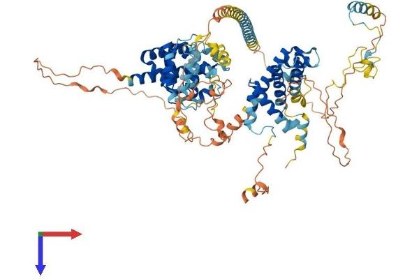 LAS1L Protein (AA 1-776) (His tag)