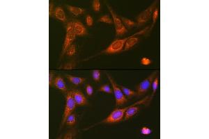 Immunofluorescence analysis of U-2 OS cells using R Rabbit mAb (ABIN7269840) at dilution of 1:100 (40x lens). (RALBP1 antibody)