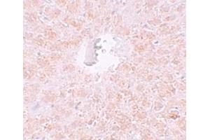 Immunohistochemistry (IHC) image for anti-Piwi-Like 1 (PIWIL1) (N-Term) antibody (ABIN1031515) (PIWIL1 antibody  (N-Term))