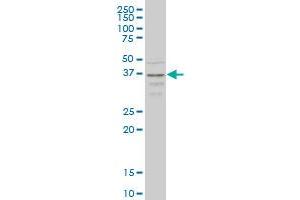 CCR2 monoclonal antibody (M01A), clone 4D12 Western Blot analysis of CCR2 expression in HepG2 . (CCR2 antibody  (AA 1-42))
