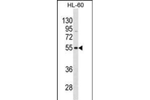 VIPR1 Antibody (C-term) (ABIN1881994 and ABIN2838731) western blot analysis in HL-60 cell line lysates (35 μg/lane).