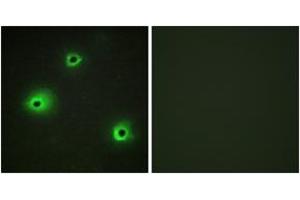 Immunofluorescence analysis of A549 cells, using GRAH Antibody. (GZMH antibody  (AA 51-100))