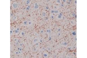 Figure. (NPX1 antibody  (AA 146-384))
