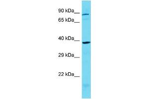 Host: Rabbit Target Name: KCTD1 Sample Type: MCF7 Whole Cell lysates Antibody Dilution: 1. (KCTD1 antibody  (C-Term))
