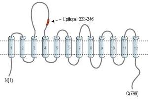 Representative domain view of the target of ABIN7237858.