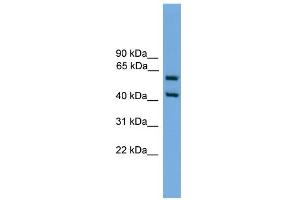 WB Suggested Anti-Elf3 Antibody Titration:  0. (ELF3 antibody  (Middle Region))