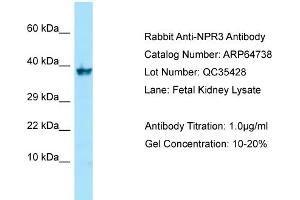Western Blotting (WB) image for anti-Atrial Natriuretic Peptide Receptor 3 (NPR3) (C-Term) antibody (ABIN2789944)