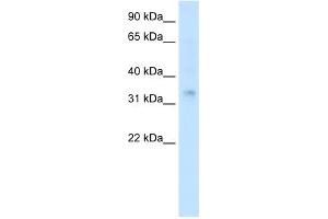 WB Suggested Anti-HOXA2 Antibody Titration:  0. (HOXA2 antibody  (Middle Region))