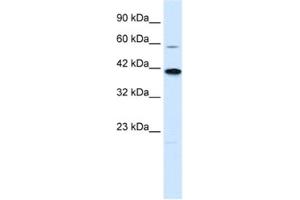 Western Blotting (WB) image for anti-Potassium Channel Subfamily K Member 13 (KCNK13) antibody (ABIN2461134) (KCNK13 antibody)