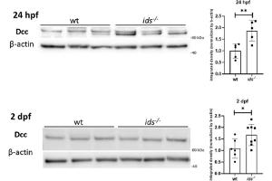 Representative western blot for Dcc at 24 hpf (left) and 2 dpf (right). (DCC antibody  (Middle Region))