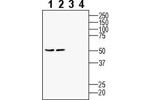 Western blot analysis of rat brain lysates (lanes 1 and 3) and mouse brain lysates (lanes 2 and 4):1-2.