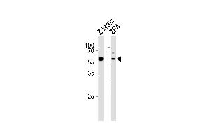 Western blot analysis of lysates from zebra fish brain, ZF4 tissue lysate (from left to right), using (DANRE) papl Antibody (C-term) Azb18704c. (Iron/zinc Purple Acid Phosphatase Protein (PAPL) (AA 378-413) antibody)