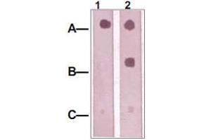 Dot Blot : 1 ug peptide was blot onto NC membrane A : IRS1 (pS312).