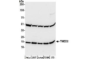 anti-Transmembrane Emp24 Domain Trafficking Protein 2 (TMED2) (AA 50-100) antibody