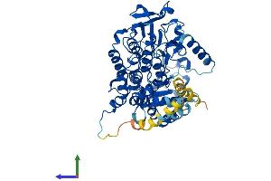AlphaFold protein structure predicition of Human Recombinant FMO4 Protein, UniprotID P31512 (FMO4 Protein (AA 1-558) (His tag))