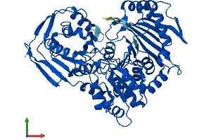 AlphaFold protein structure predicition of Human Recombinant PGM1 Protein, UniprotID P36871 (Phosphoglucomutase 1 Protein (PGM1) (AA 1-562) (His tag))