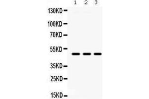 Western Blotting (WB) image for anti-Coagulation Factor III (thromboplastin, Tissue Factor) (F3) (AA 33-295) antibody (ABIN3042382)